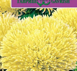 Астра Джувел Хелиодор