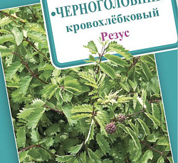 Черноголовник (кровохлёбка) Резус