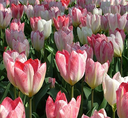 Тюльпан (Фостера) - Флеминг Пуриссима