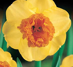 Нарцисс (крупнокорончатый) - Моден Арт (Люкс)