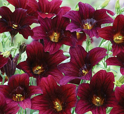 Сальпиглоссис Пурпурный граммофон