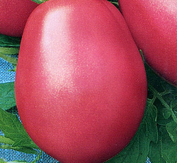 Томат Розовый фламинго