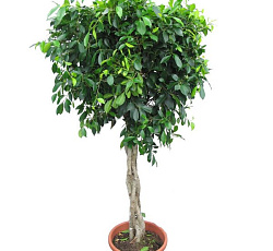 Фикус Бенджамина Дунетти