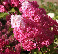 Гортензия (метельчатая) - Фрайз Мелба (Люкс)