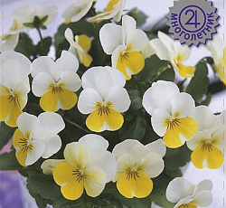 Фиалка рогатая Флорал Пауэр Крим Еллоу Лип