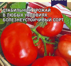 Томат Шурочка