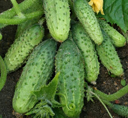 Огурец Аннушка F1