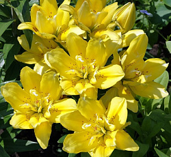 Лилия (азиатская махровая) - Фата Моргана