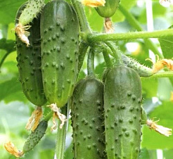 Огурец Зеленый поток F1