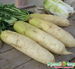 Дайкон F1 РР