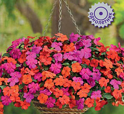 Бальзамин Бикон Малибу