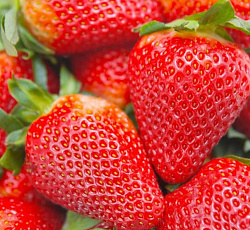 Клубника (земляника) садовая Альбион