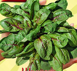 Шпинат Ред китти F1