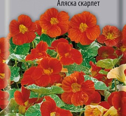 Настурция низкорослая Аляска Скарлет