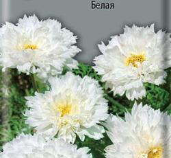 Космея Махровая кнопка Белая