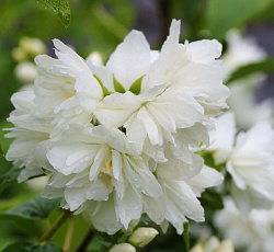 Жасмин (садовый) - Миннесота Сноуфлэйк