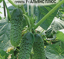 Огурец Альянс плюс F1