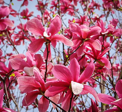 Магнолия (суланжа) - Галакси (Люкс)