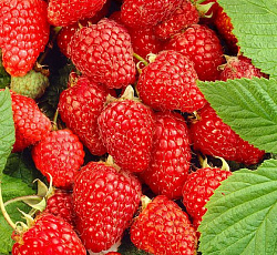 Малина (ремонтантная) - Самородок (Люкс)