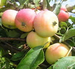 Яблоня (карликовая) - Павлуша