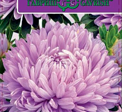 Астра Хризантелла Сиреневый восторг