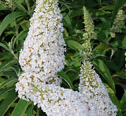 Буддлея Давида - Вайт Профьюжн