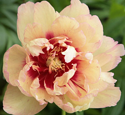 Пион (ИТО-гибрид) - Кэллис Мемори (Люкс)