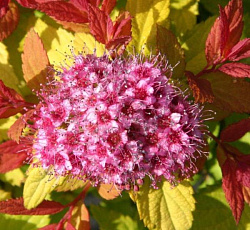 Спирея (японская) - Голдмаунд