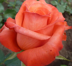 Роза (чайно-гибридная) - Импульс