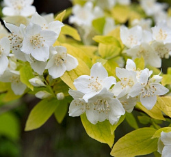 Жасмин (садовый) - Ауреус