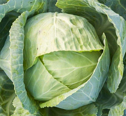 Капуста белокочанная Казачок F1
