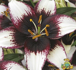 Лилия (азиатская танго) - Блэк Ай