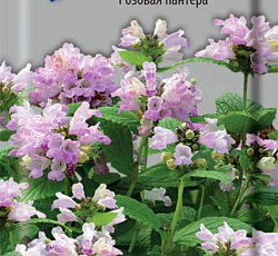 Котовник Розовая пантера