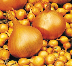 Лук-севок Сеншуй