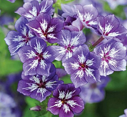 Флокс друммонда Волшебный узор