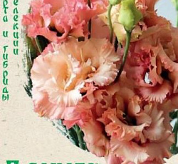 Эустома (лизиантус) Алисса абрикосовая F1 (крупноцветковая)