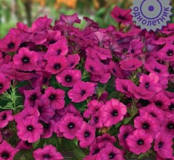 Петуния каскадная Тайдал Вейв Парпл