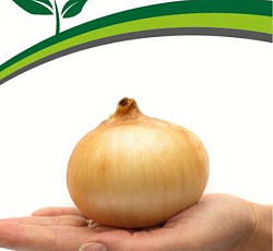 Лук репчатый Универсо F1