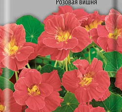 Настурция Низкорослая Розовая вишня