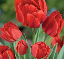 Тюльпан (Многоцветковый) - Орандж букет