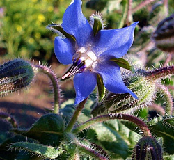 Бораго (огуречная трава)