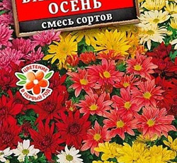 Хризантема корейская Бархатная осень (смесь сортов)