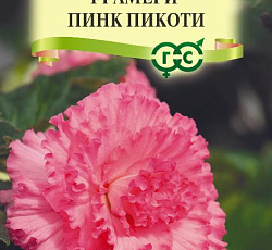 Бегония клубневая Амери пинк пикоти F1