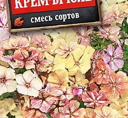 Флокс Крем-брюле, смесь сортов