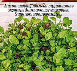 Бэби салат Леди Фит (смесь)