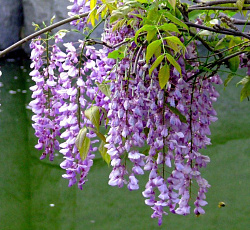 Глициния китайская