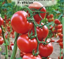 Томат Ураган F1