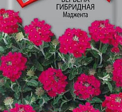 Вербена гибридная Маджента