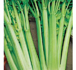 Сельдерей черешковый Паскаль