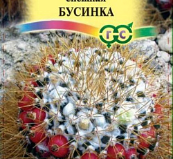 Маммиллярия (кактус) Бусинка